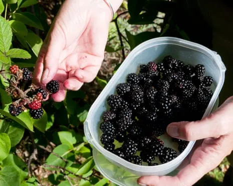 Seeking: Scrumptious Bakes to Make Use Of a Glut of Handmade Jam